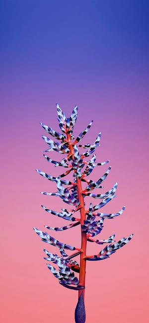 Hoa Aechmea Apple — iPhone 17 Pro Hình nền