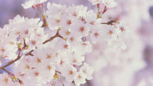 Nền hoa mùa xuân — Hoa anh đào Hình nền