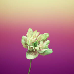 Hoa Helleborus Orientalis tím táo — 1:1 Hình nền