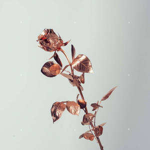 Hoa hồng Tumblr màu hồng phấn trên nền trắng — Hồng aesthetic GIF Hình nền