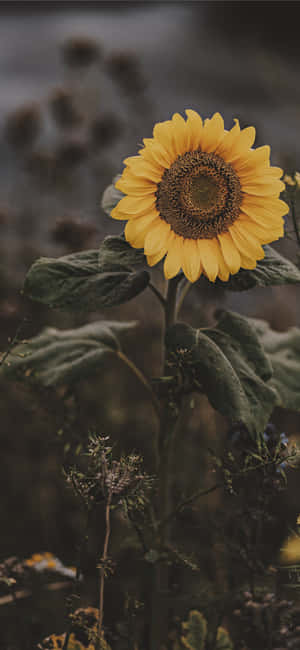 Dark Sunflower — Motorola Edge 60 Neo Hình nền