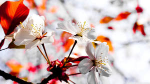 Hình nền hoa mùa xuân trắng nở rộ