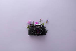 Hoa oải hương thẩm mỹ và máy ảnh Nikon