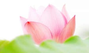 Hoa Sen Hồng Quyến Rũ — Hoa sen Hình nền
