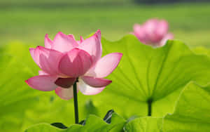 Hình ảnh hoa sen — Hoa sen Hình nền