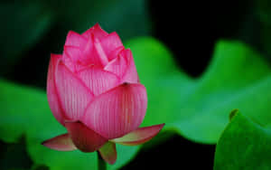 Hình ảnh hoa sen — Hoa sen Hình nền