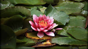 Hình ảnh hoa sen — Hoa sen Hình nền