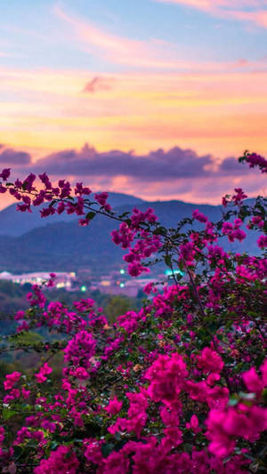Hoa tím hoàng hôn thiên nhiên