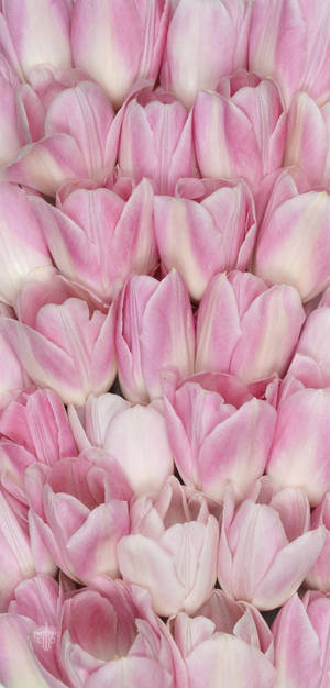 Hoa Tulip Hồng Cho iPhone