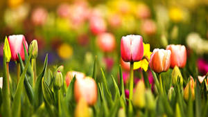 Hoa Tulip Mùa Xuân Dễ Thương — Dễ thương mùa xuân Hình nền