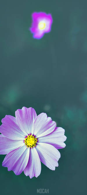 Zoom Flower — Pixel 11 Hình nền