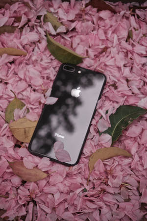 iPhone 8 và Hoa — iPhone 8 Hình nền