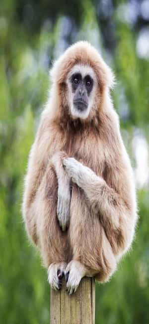 Iphone X Gibbon Background — iPhone Se Hình nền