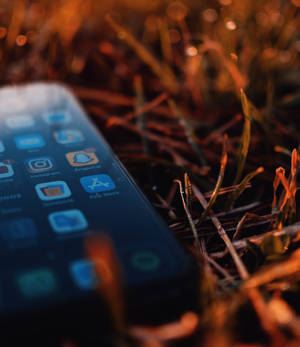 Hình nền Iphone Xs trên lá khô — iPhone Xs Hình nền
