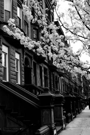 Khu phố Harlem New York Đen Trắng — Xiaomi Pad 8 Pro Hình nền