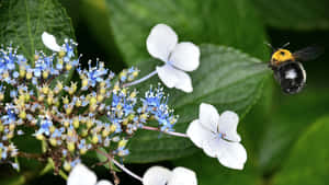 Khu rừng mờ sương hùng vĩ