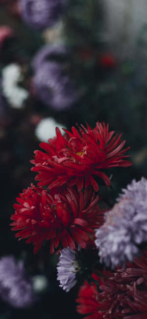 Iphone Flowers — iPhone 15 Pro Max Hình nền