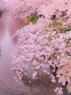 Hình ảnh thẩm mỹ Pastel — Pastel aesthetic GIF Hình nền