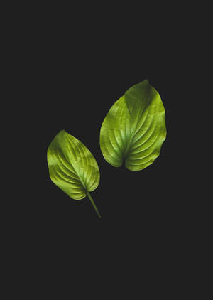 Hình nền Lá Anthurium đen. — OnePlus Pad 3 Pro Hình nền