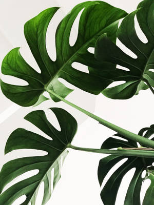 Hình nền Lá Monstera tối giản — Màn hình chính Hình nền