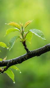 Cận cảnh những chiếc lá phủ sương sớm trên nền bầu trời xanh tươi. — Bầu trời xanh Hình nền