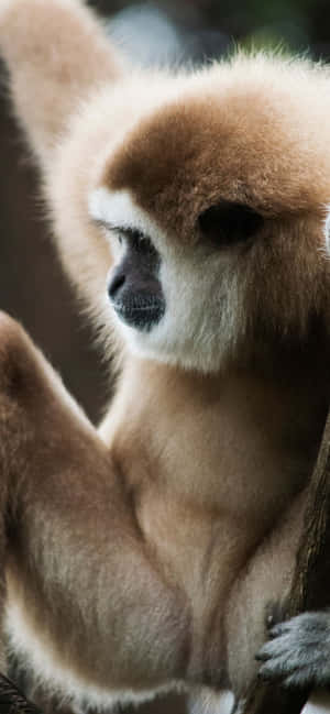 Hình nền iPhone Xs Max Gibbon — iPhone 14 Plus Hình nền