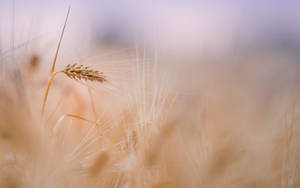 Macbook Air Wheat — MacBook Air Hình nền