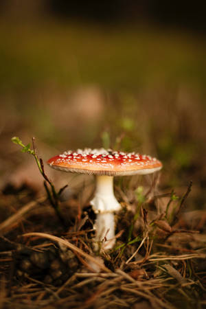 Macro Nấm Amanita Mũ Đỏ Thẩm Mỹ