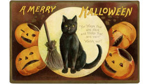 Mèo phù thủy Halloween cổ điển