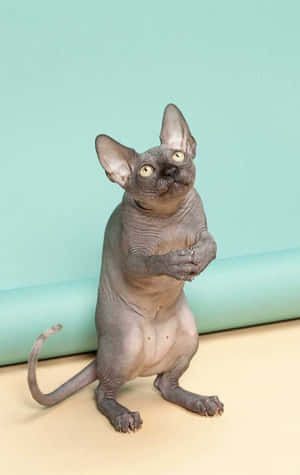 Mèo Sphynx Đứng Bằng Hai Chân — Mèo nhảy múa Hình nền
