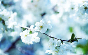 Hình ảnh bông hoa đẹp