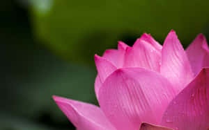 Hình ảnh hoa sen — Hoa sen Hình nền