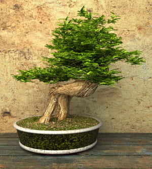 Hình Ảnh Cây Bonsai — Galaxy Z Flip 8 Hình nền