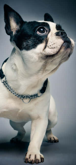 Hình ảnh chó bulldog Pháp — Realme 15x Hình nền