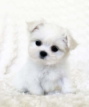 Hình ảnh chó con Maltese — Galaxy Z Fold 5 Hình nền