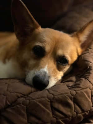 Hình ảnh Corgi hài hước — iPad Pro 13 Hình nền