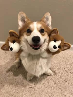 Hình ảnh corgi hài hước — iPad thế hệ thứ 9 Hình nền