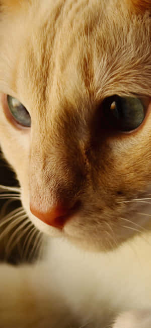 Animals Iphone — Redmi Note 15 Special Hình nền