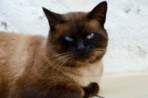 Hình ảnh Grumpy Cat — MacBook Pro M3 Hình nền