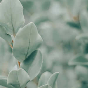 Hình ảnh phong cách xanh sage — Xanh xô thẩm mỹ Hình nền