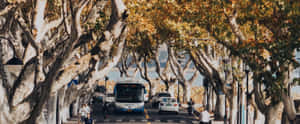 Mùa thu, Cây tiêu huyền, Phong cảnh, Giờ vàng, Yên bình, Điện ảnh, Thiên nhiên, Phố, Cảnh đẹp, Con đường