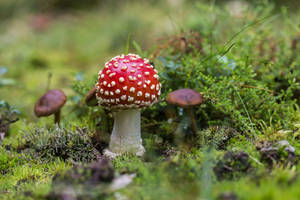 Nấm Đỏ Amanita Thẩm Mỹ