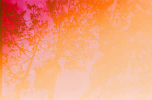 Nền Banner — Cam aesthetic GIF Hình nền