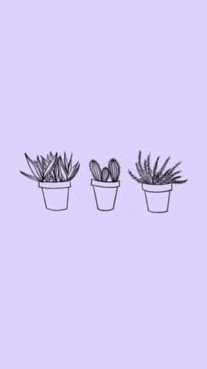 Nền tím nhạt lavender thẩm mỹ