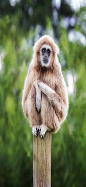 Nền iPhone X Gibbon — iPhone 12 Pro Max Hình nền