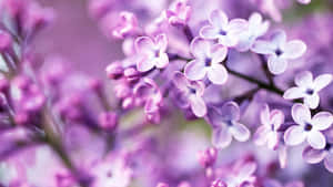 Nền Tím Pastel — Pastel tím Hình nền