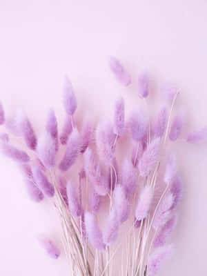 Nền Tím Pastel Oải Hương