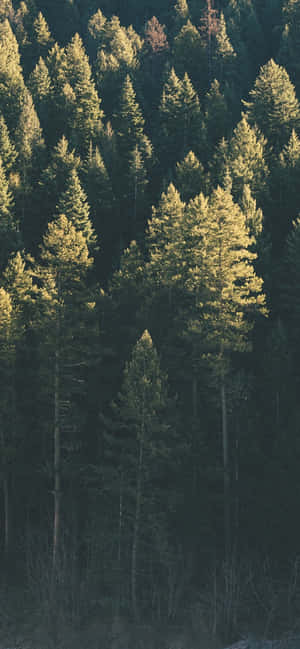 Trees Iphone — Redmi Note 17 Hình nền