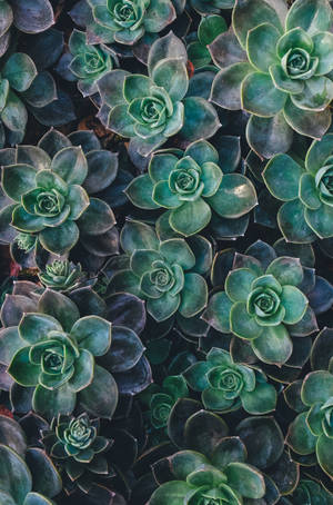 Hình nền thẩm mỹ xanh lá cây mọng nước Echeveria — Màn hình chính Hình nền