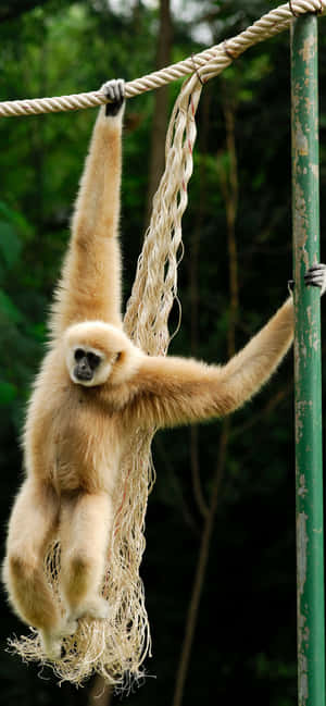 Hình nền iPhone Xs Max Gibbon — Pixel 10 Pro XL Hình nền